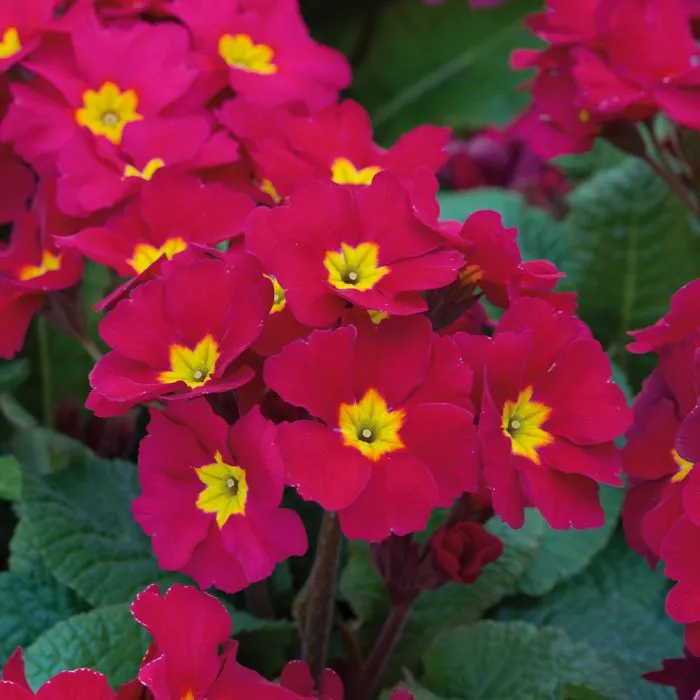 Polyanthus Stella Cherrade - велурена иглика (1446)